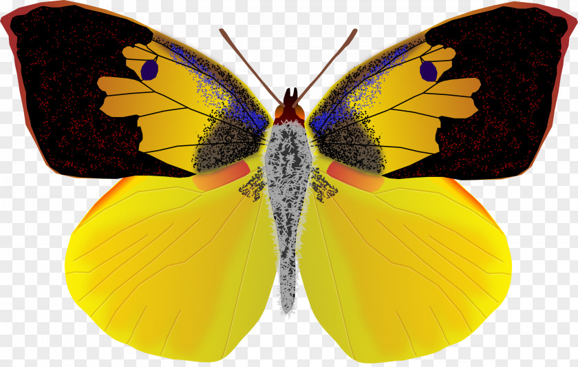 Butterfly California Dog Insect Coliadinae PNG