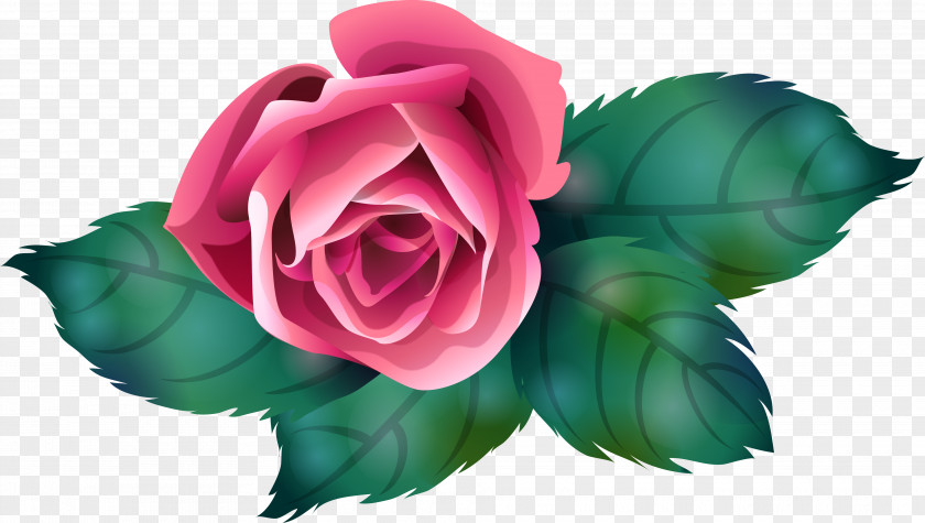 Garden Roses Centifolia Petal Flower Clip Art PNG