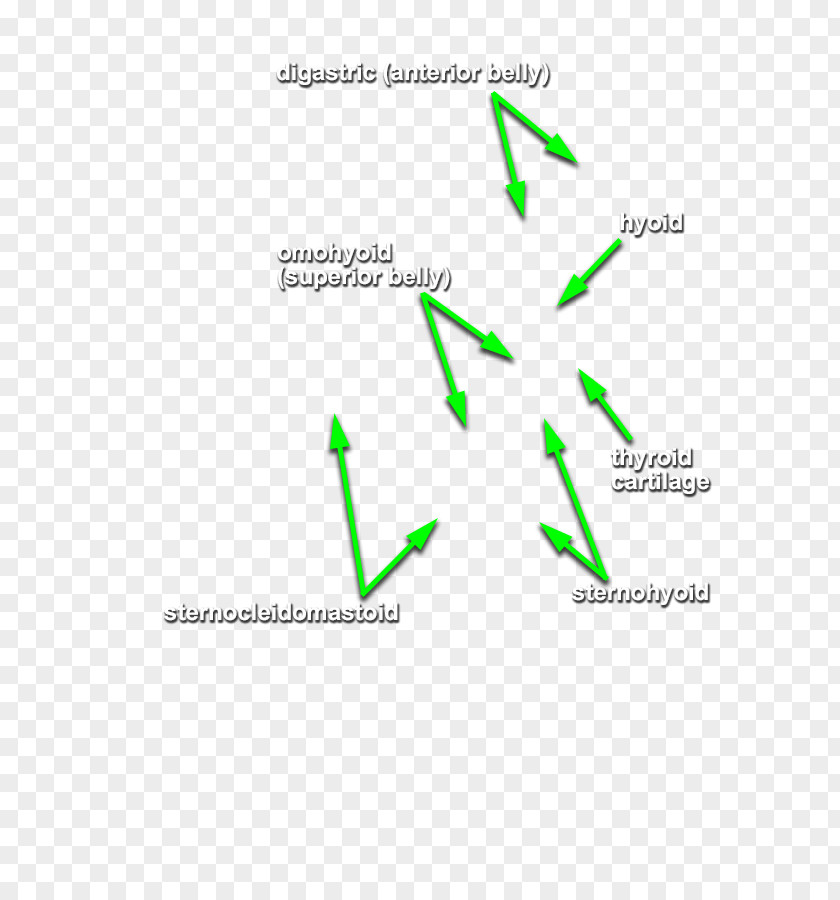 Head And Neck Brand Line Diagram PNG