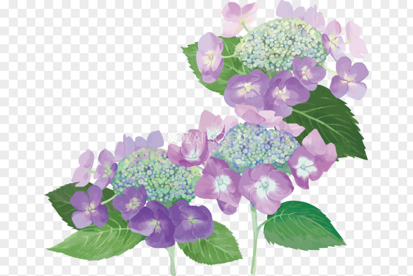 Hydrangea French Illustration Floral Design Image PNG