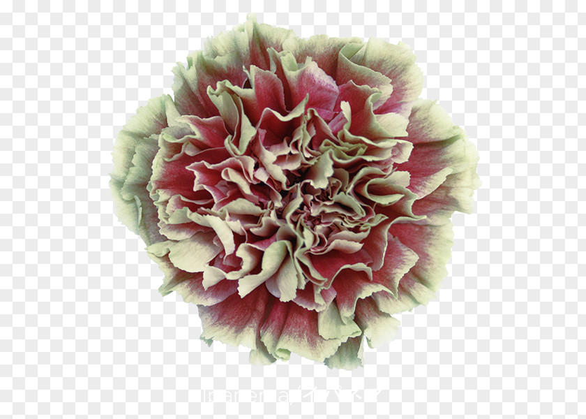 Ipanema Carnation Cut Flowers Export Import PNG