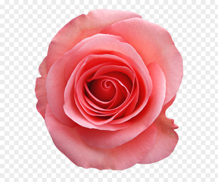 Nelumbo Nucifera Beach Rose China Garden Roses Pink Flower PNG