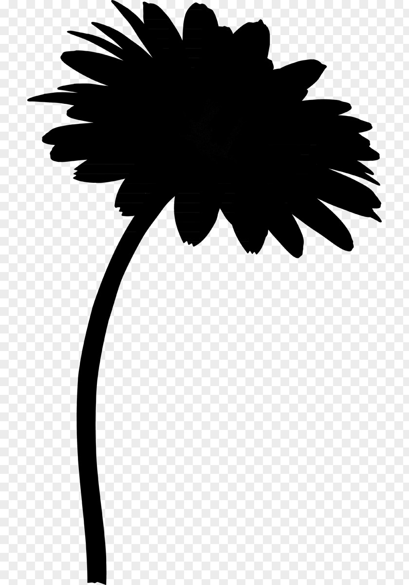 Plant Stem Flower Transvaal Daisy Clip Art PNG