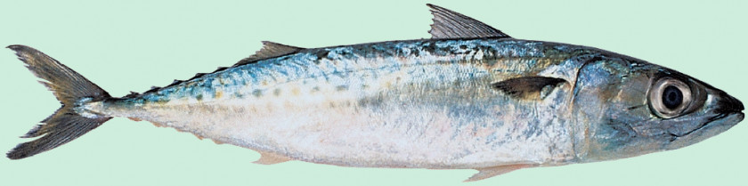 Thunnus Mackerel Sardine Fish Products Oily PNG