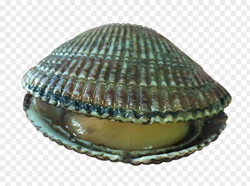 A Shell Cockle Clam Seashell Seafood PNG