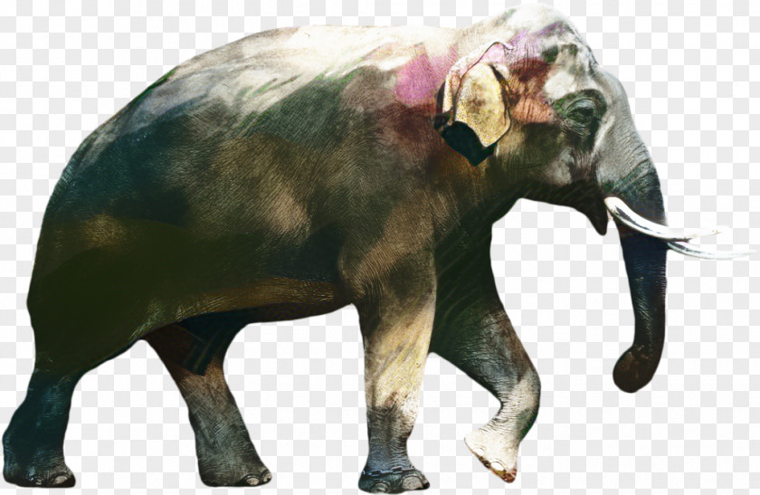 African Bush Elephant Indian Image PNG