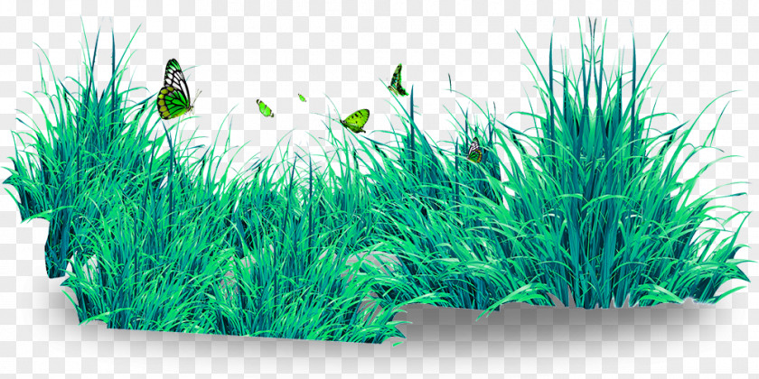 Beautiful Butterfly And Lawn Download PNG