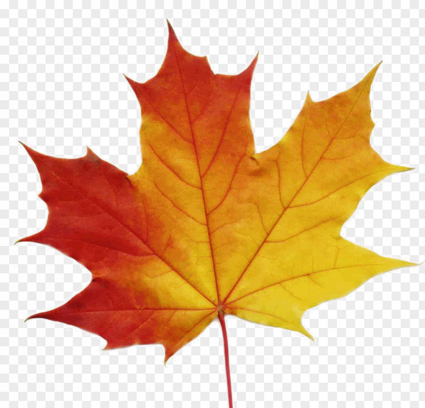 Maple Leaf Sugar Stock Photography Clip Art PNG