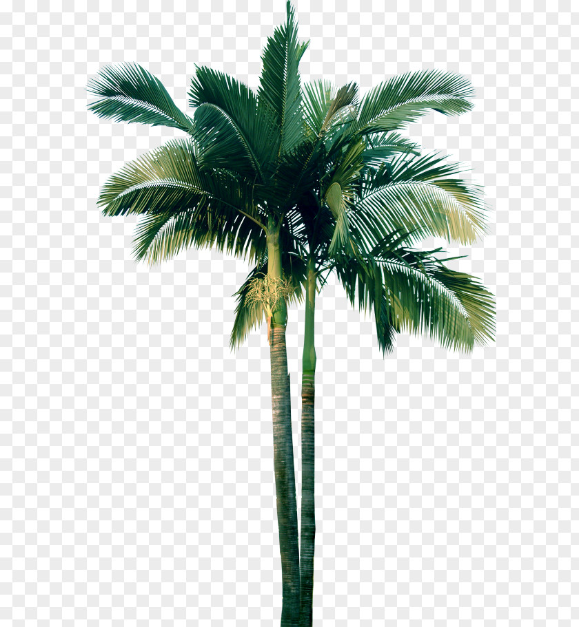 Tree Arecaceae Pine Clip Art PNG