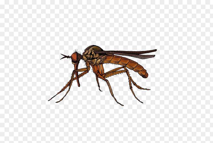Brown Insect Mosquito Fly Marsh Mosquitoes Hematophagy PNG
