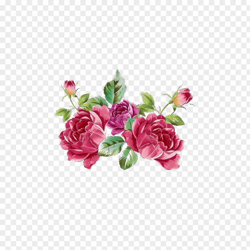 Exquisite Peony Picture Material Garden Roses Centifolia Flower Plant Moutan PNG