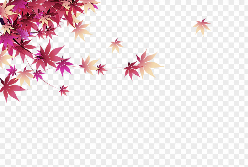 Flower Petal Pink Leaf Plant Sky PNG