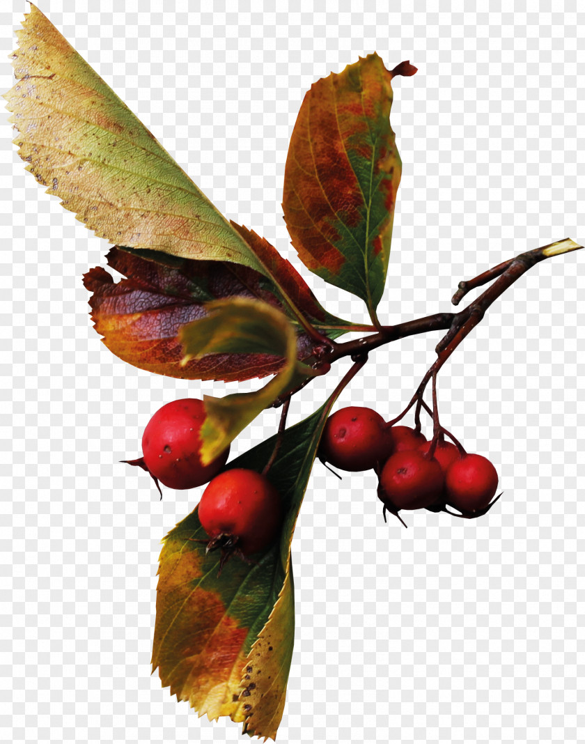 Harvest Autumn Auglis Berry Clip Art PNG