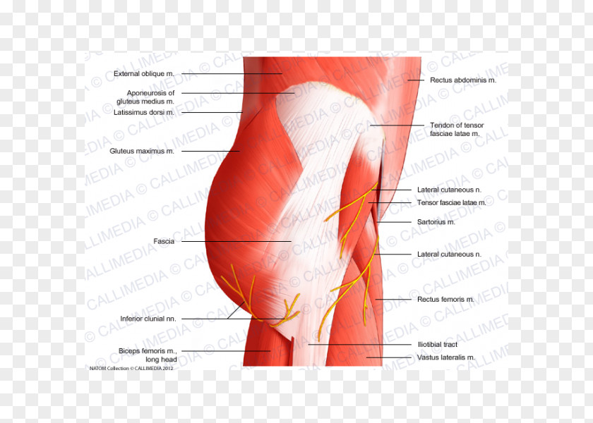 Muscles Of The Hip Pelvis Muscular System PNG
