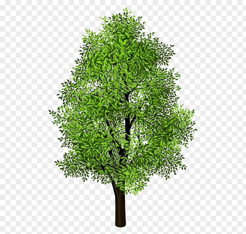 Plant Stem Branch Tree Green Woody Leaf PNG