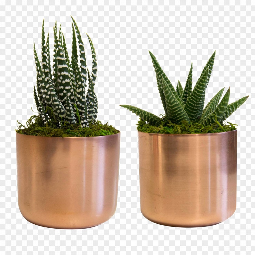 Succulent Plant Lifestyle Store Copper Decorative Arts PNG