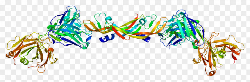 Vegf Receptor Vascular Endothelial Growth Factor A Protein Endothelium PNG