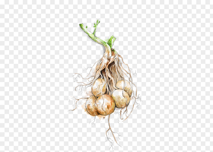 Potato Shallot Garlic Vegetable Food PNG