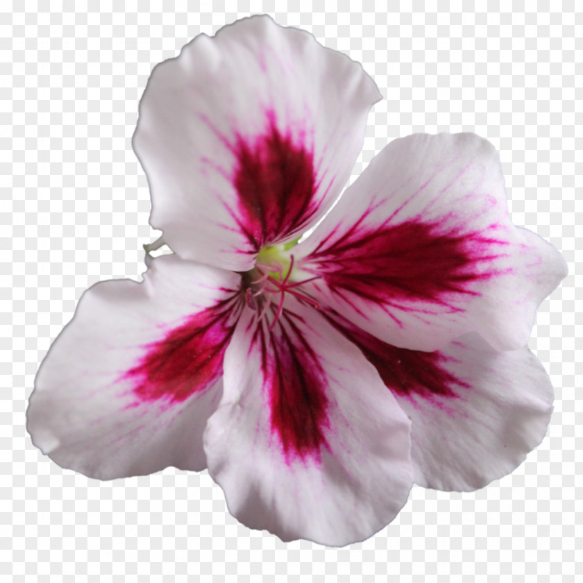 Transparent PNG Flower Image Sweet Scented Geranium Crane's-bill Clip Art PNG