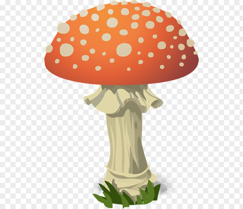Amanita Muscaria Photo Fungus Mushroom Clip Art PNG