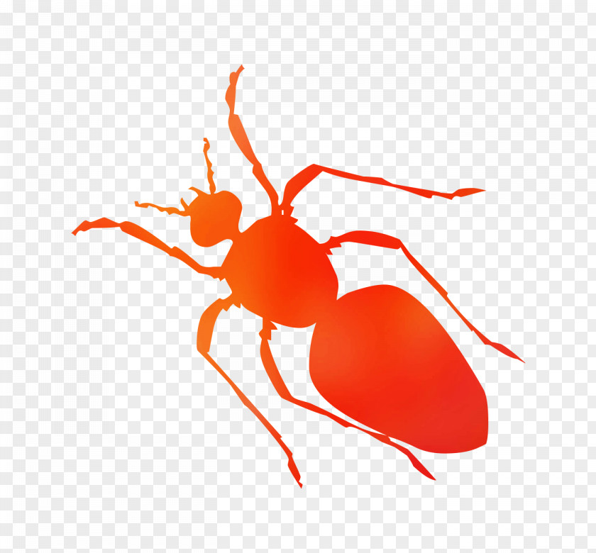 Black Garden Ant Insect Clip Art PNG