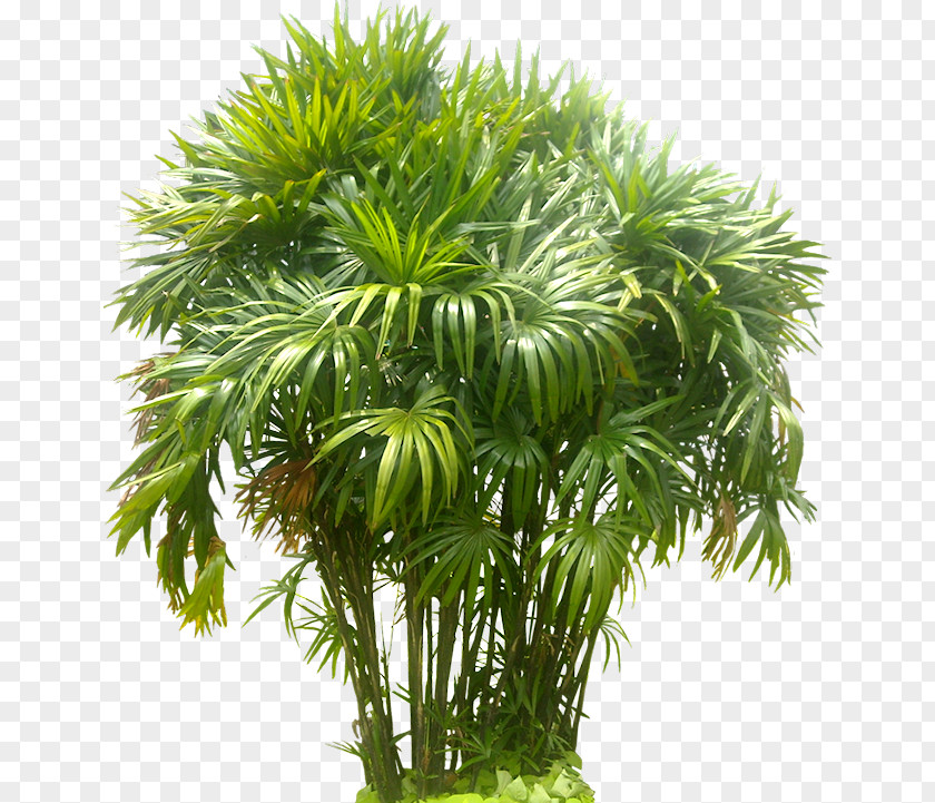 Fern Rhapis Excelsa Arecaceae Tree Pine PNG