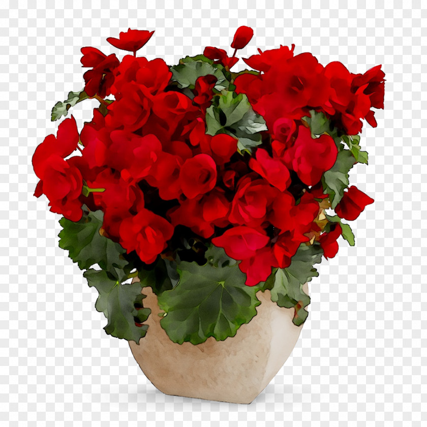 Floral Design Cut Flowers Gift Begonia PNG