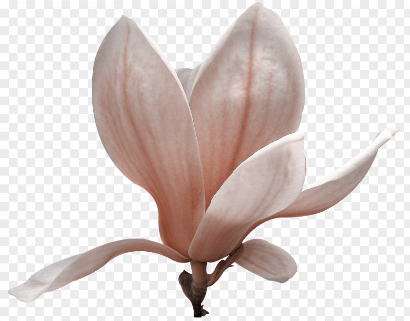 Flower Magnoliaceae Flowering Plant Petal PNG