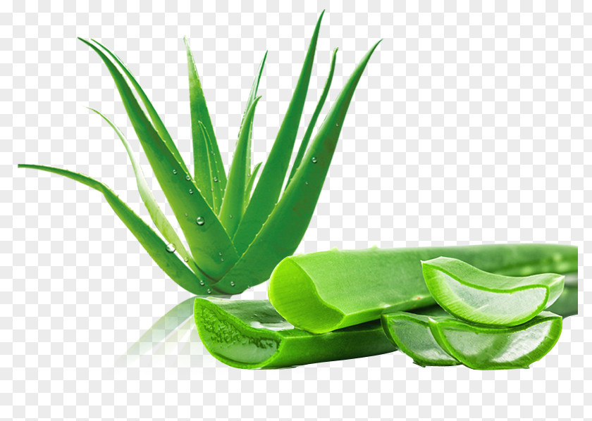 Free Water Droplets Fresh Aloe To Pull Material Vera Aloin Gel Disease Stock Photography PNG