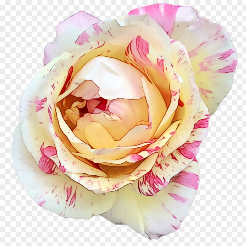 Garden Roses PNG