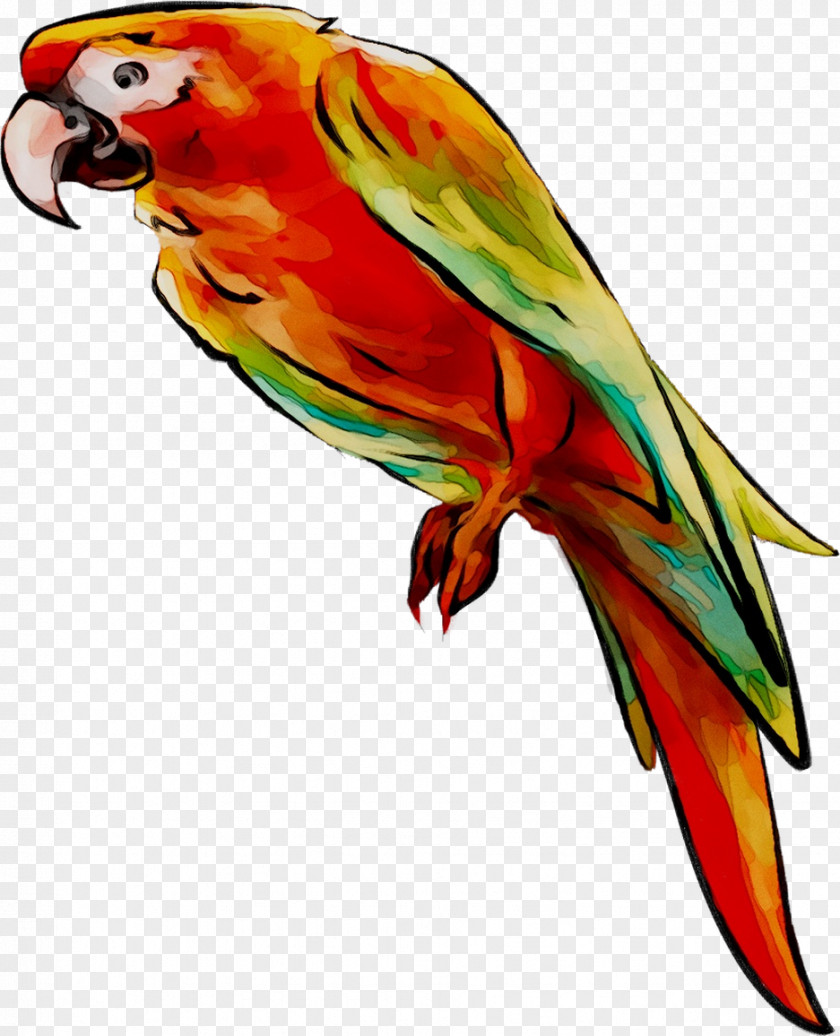 Lovebird Macaw Loriini Parakeet Feather PNG