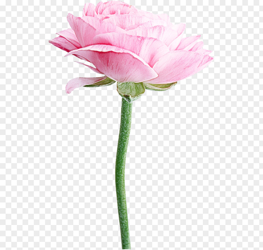 Persian Buttercup Plant Stem Rose PNG