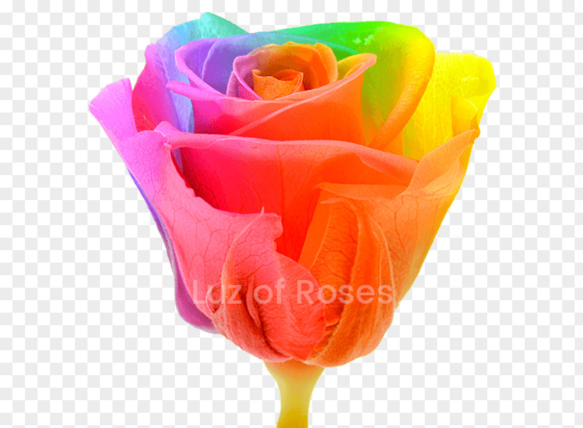 Rose Garden Roses Rainbow Photography Royalty-free PNG