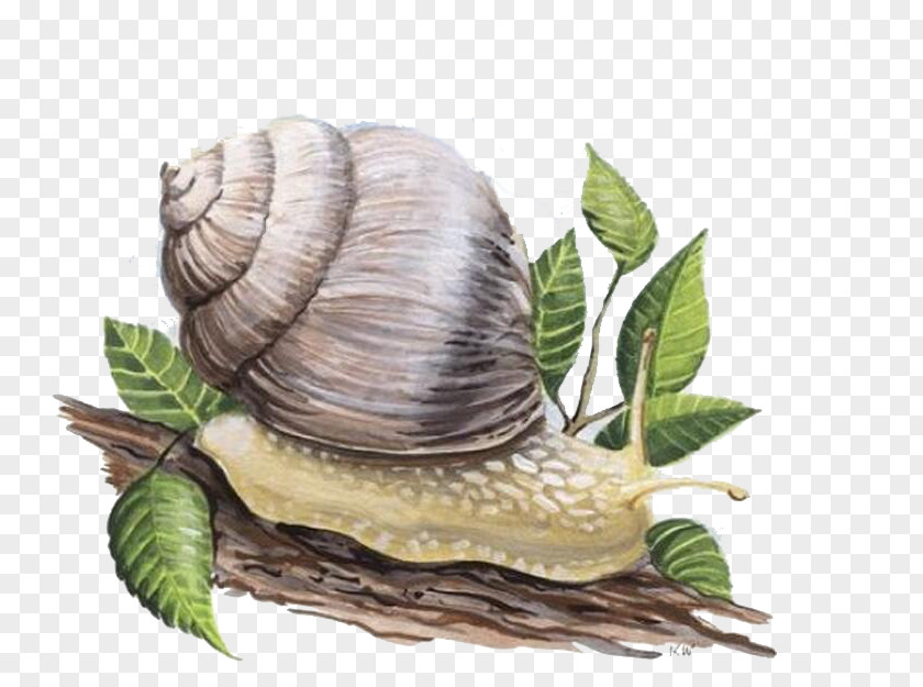 Snails Snail Orthogastropoda Skin PNG