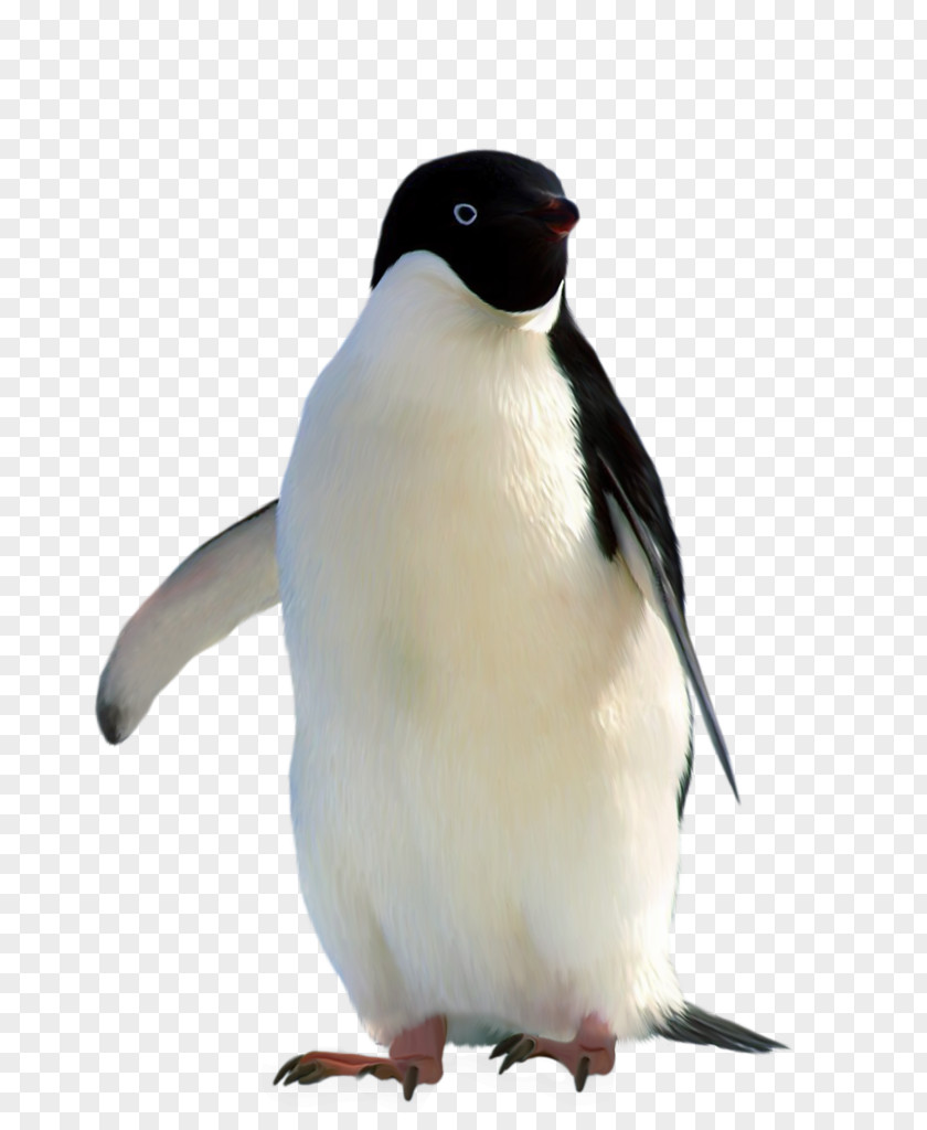Stay Meng Of The Penguins Penguin Gratis Linux PNG