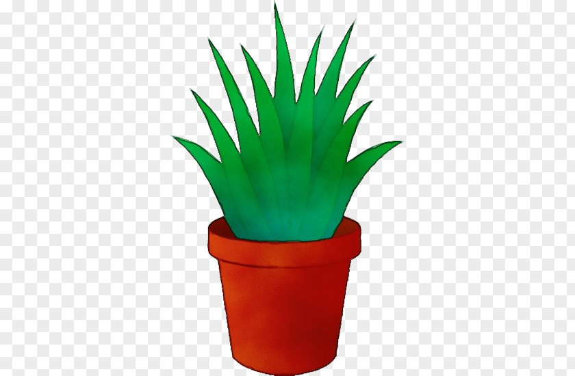 Succulent Plant Xanthorrhoeaceae Flowerpot Houseplant Agave Flower PNG