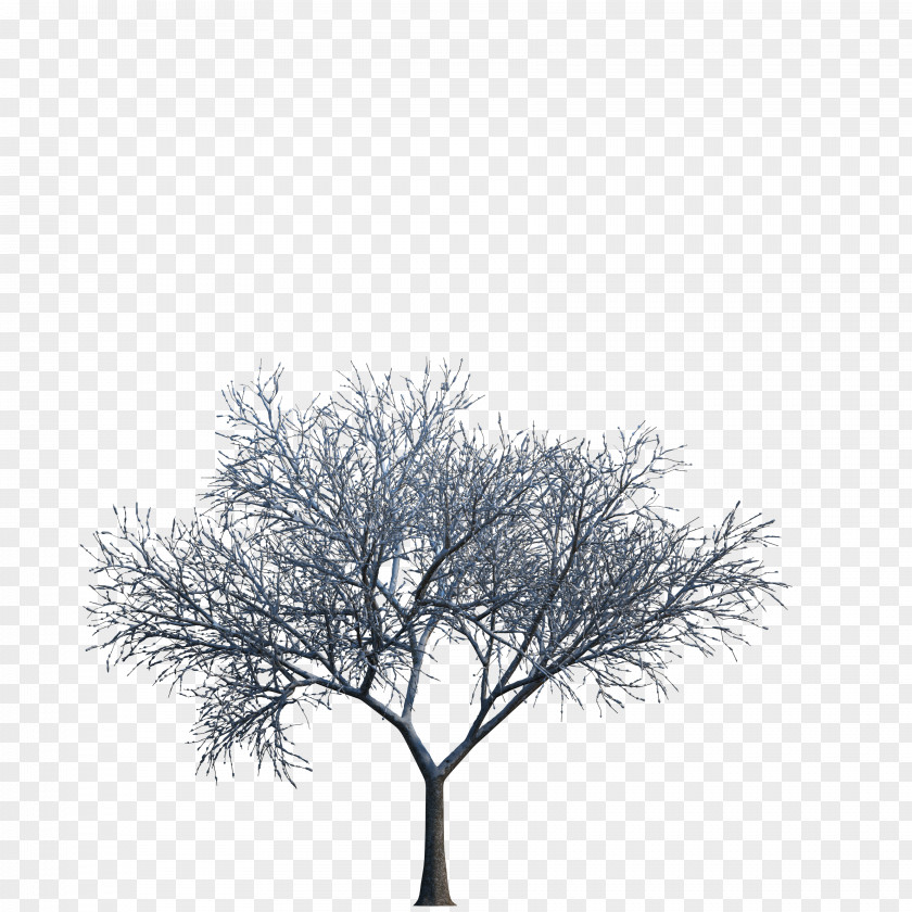 Tree Download 3D Computer Graphics PNG