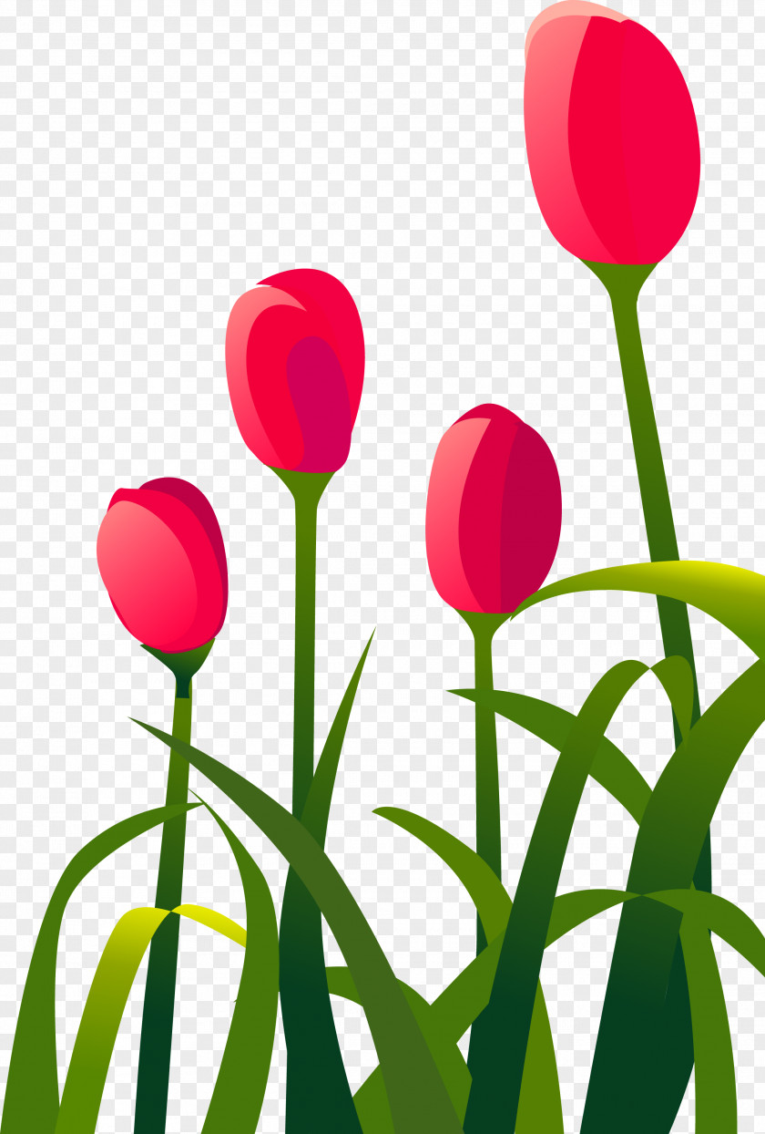 Tulip Red Flower PNG