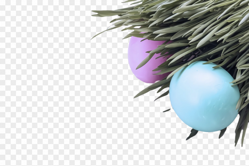 Egg Plant PNG