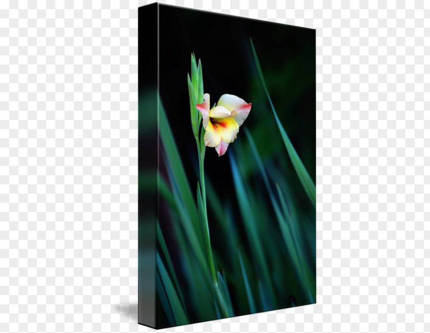 Leslie Allen Fine Artist Work Of Art Photography Gladiolus PNG