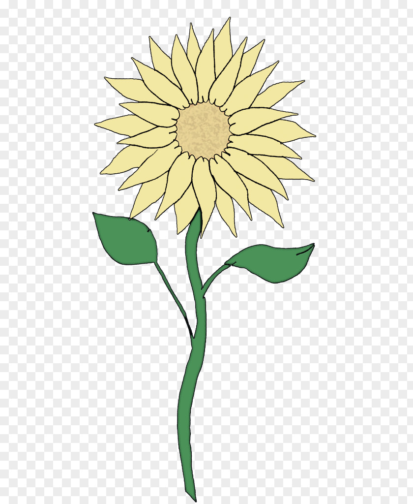 Plant Stem Leaf Sunflower PNG
