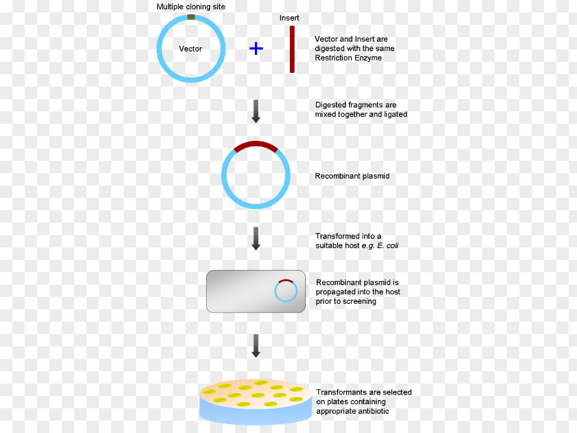 Revolution Of 1944 Molecular Biology Cloning PNG