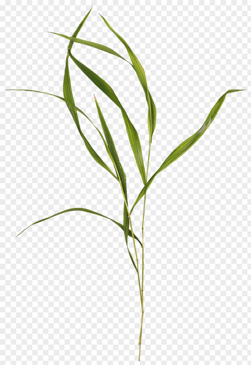 Seaweed Clipart Psd Weed Plants Lawn Plant Stem Shrub PNG