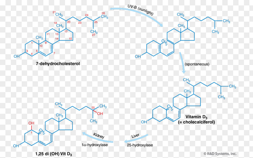 Vitamin D Calcium Supplement Bone PNG