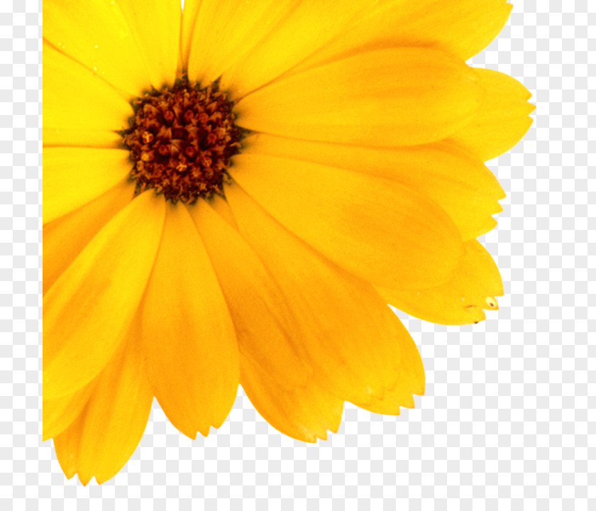 Calendula Officinalis Skin Cosmetics Infant English Marigold PNG