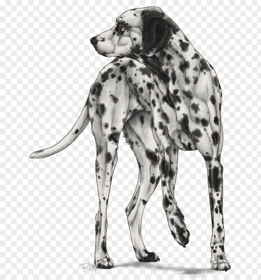 Dalmatians Dalmatian Dog Breed Companion Bulldog Non-sporting Group PNG