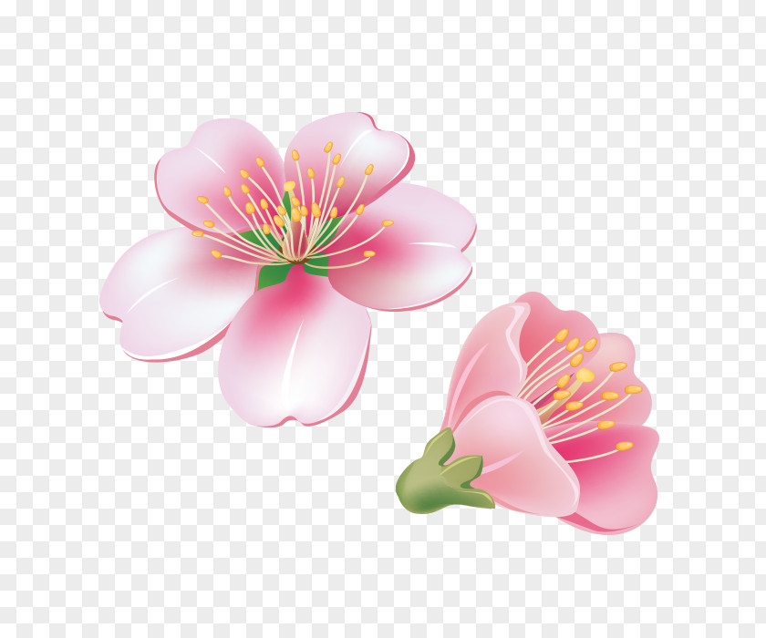 Flower Adobe Photoshop Petal Vector Graphics PNG