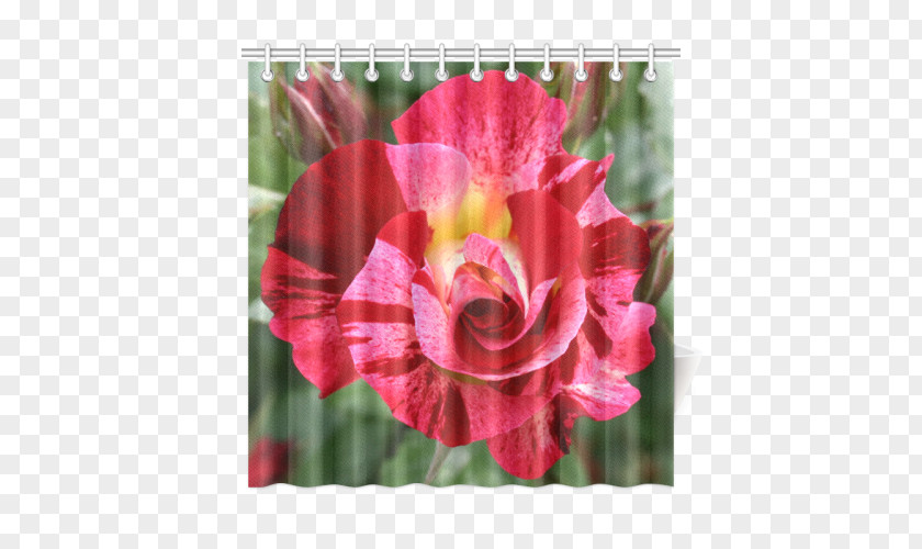 Flower Garden Roses Black Rose Pink PNG