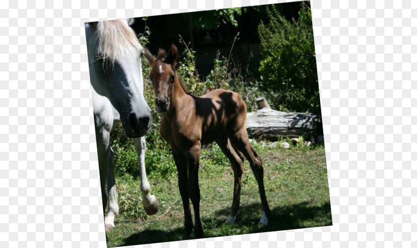 Mustang Mare Foal Stallion Colt PNG