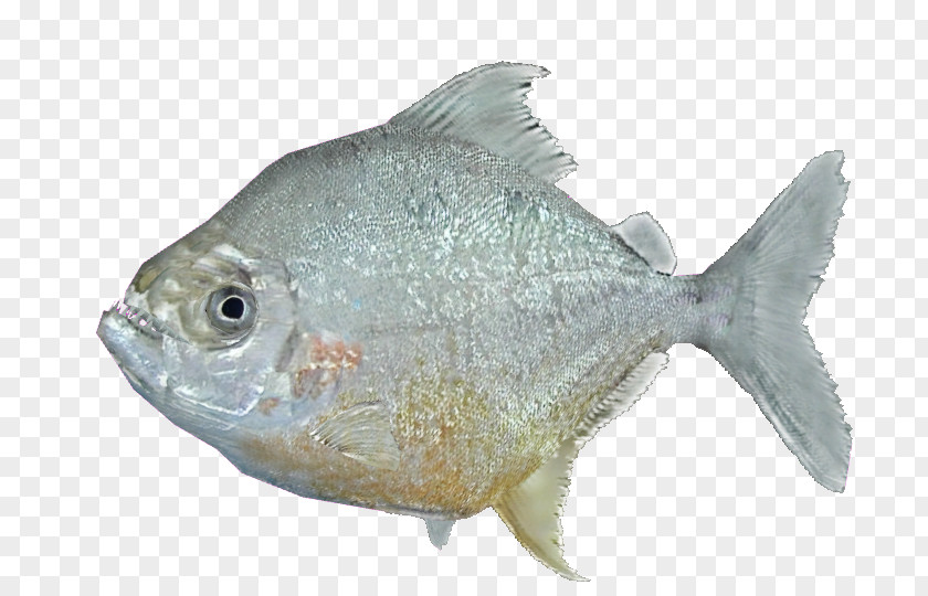 Wimple Piranha Catoprion Serrasalmus Fish PNG